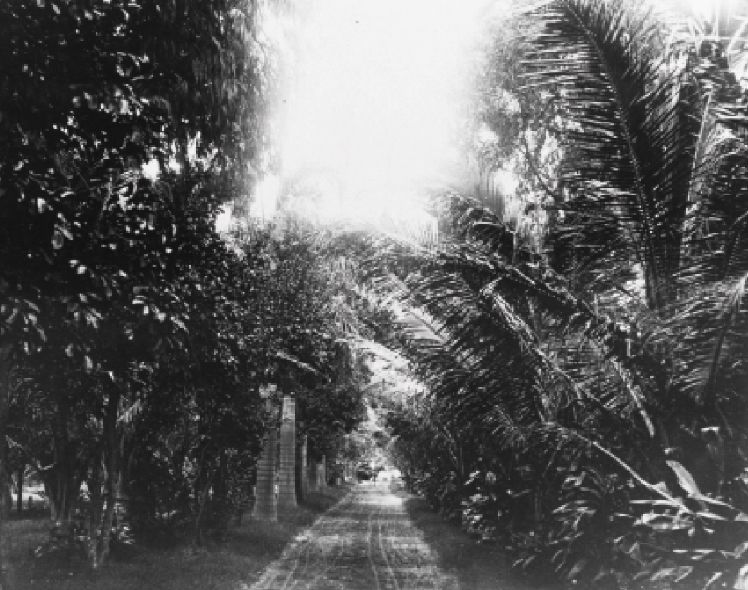 Old Plantation's driveway lined with coconut trees.